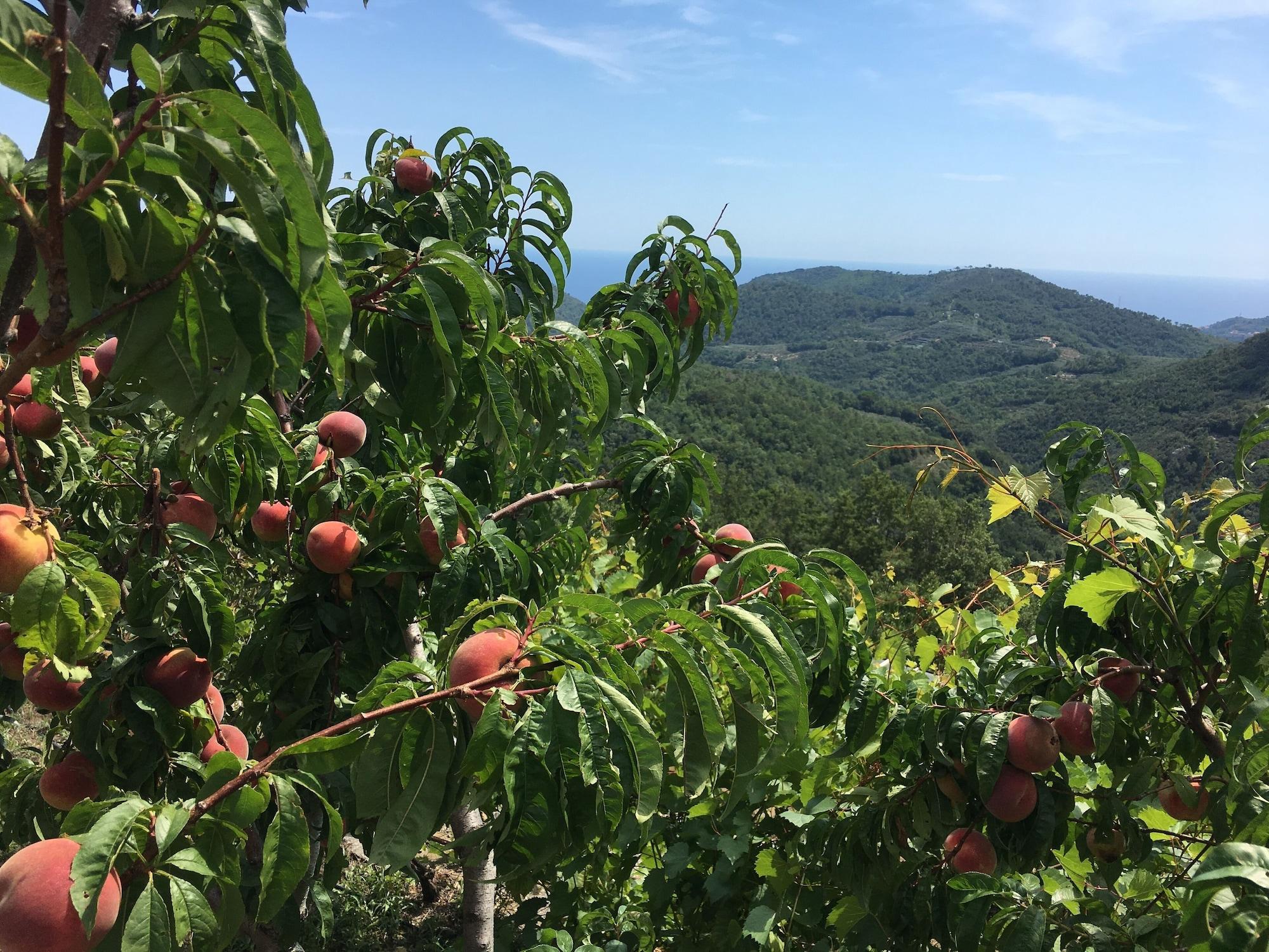 Agriturismo LaValleggia