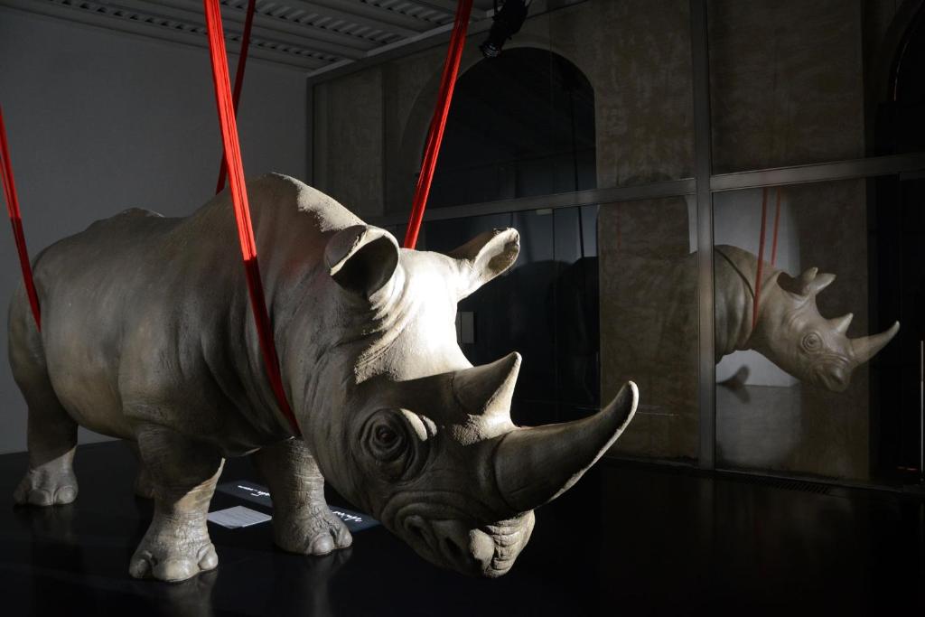 Rhinoceros Roma by null