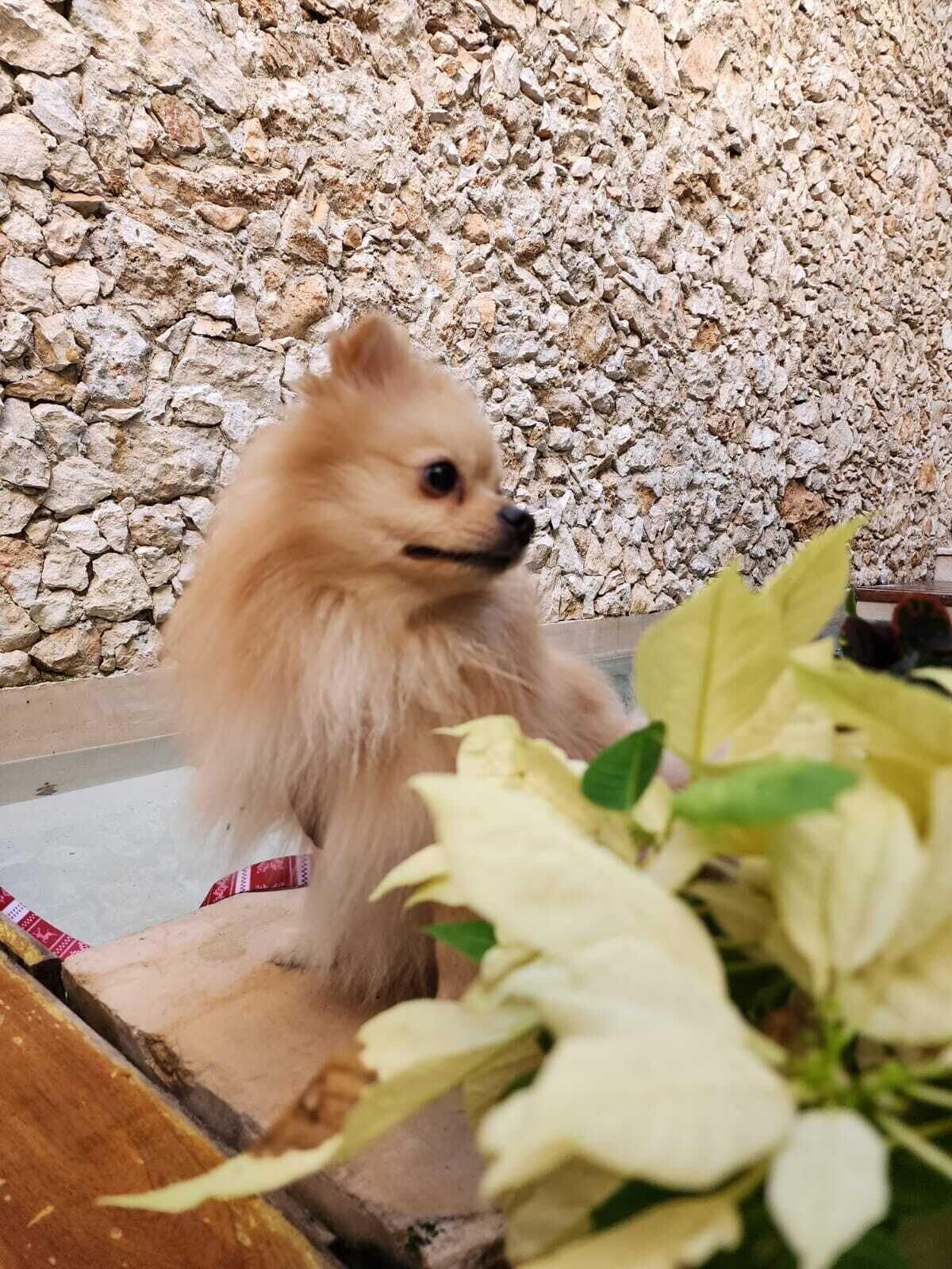 Casa Boutique Pasha