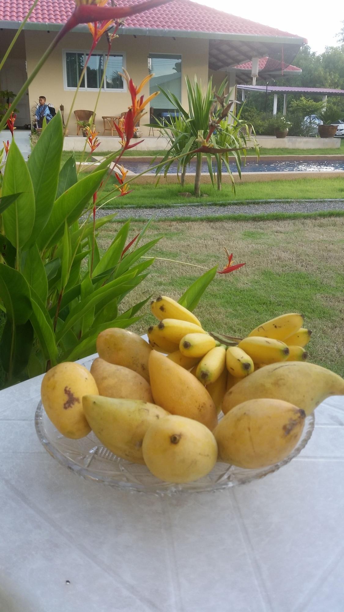 Longan Tree
