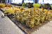 Thumbnail 73