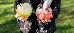 Thumbnail 36