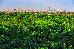 Thumbnail 123