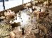 Thumbnail 67