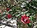 Thumbnail 36