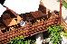 Thumbnail 28