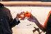 Thumbnail 19