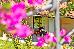 Thumbnail 36