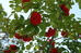 Thumbnail 55
