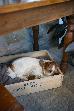 Thumbnail 36