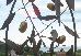 Thumbnail 151