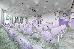 Thumbnail 82