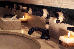 Thumbnail 21
