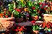 Thumbnail 35
