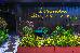 Thumbnail 28