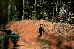 Thumbnail 195