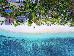 Octopus Resort photo 4
