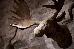 Thumbnail 27