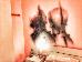Thumbnail 23