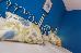 Thumbnail 47