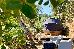 Thumbnail 33