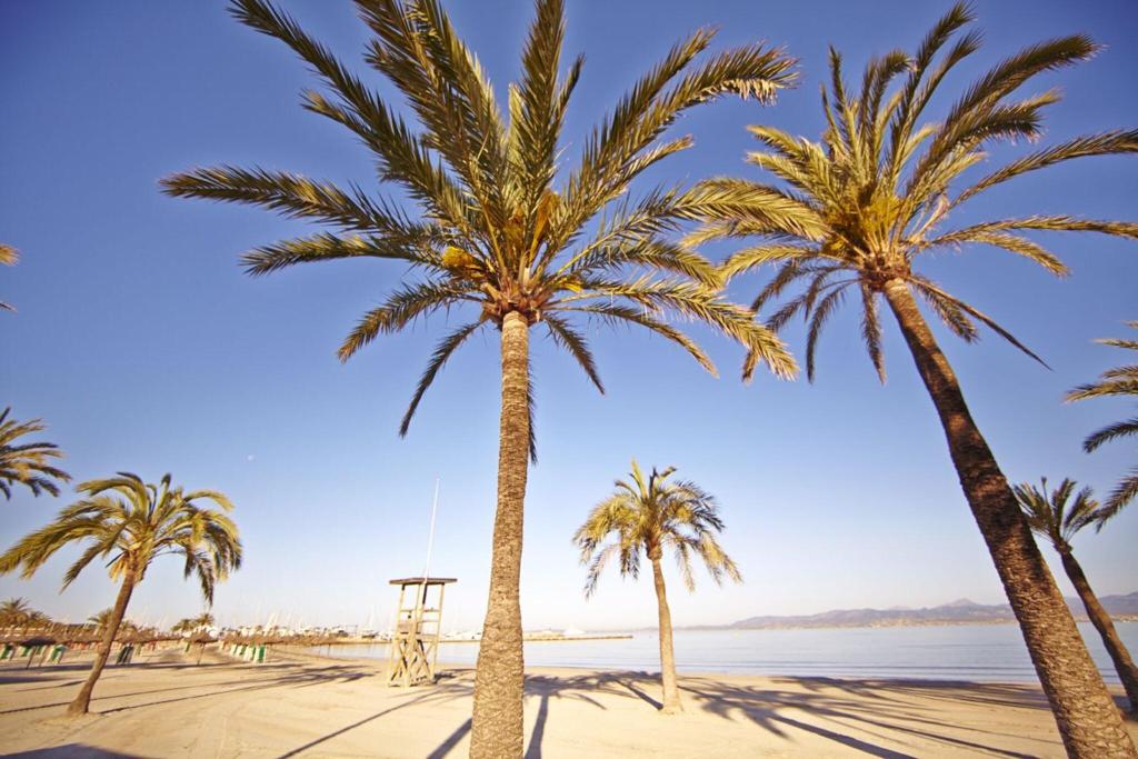 MLL Palma Bay Club Resort photo 17