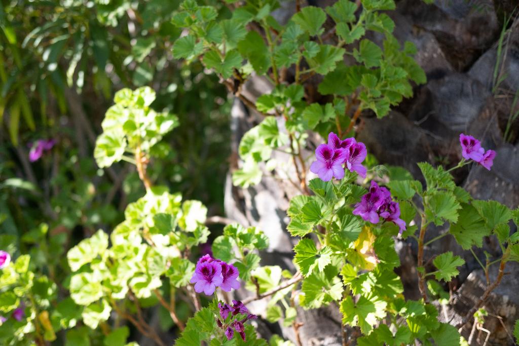 Hotel Quinta do Mar Country & Sea Village, Portugal, Lagos. Großes 1
