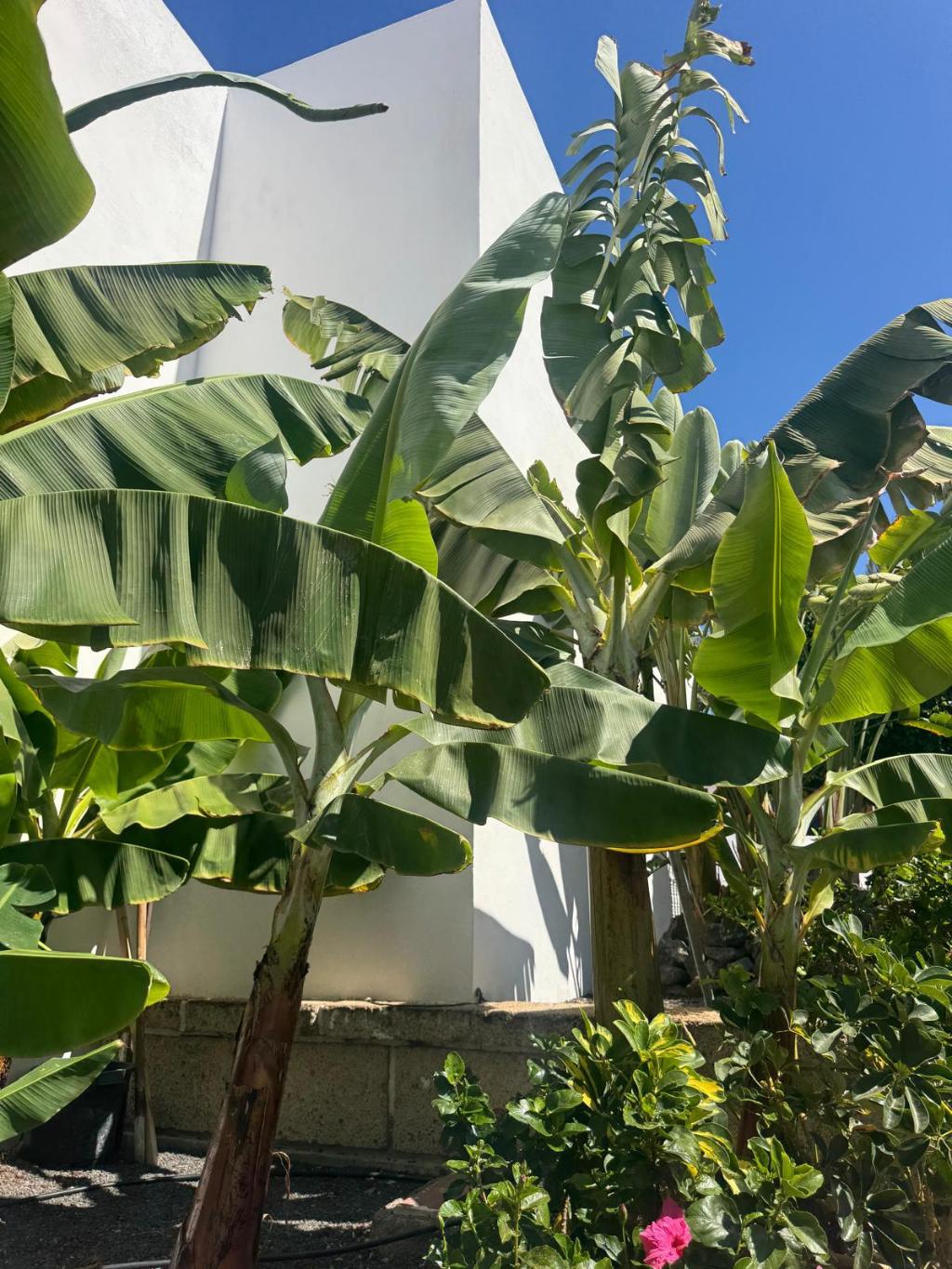 Hotel Malibu Park, Spanien, Costa Adeje. Großes 1