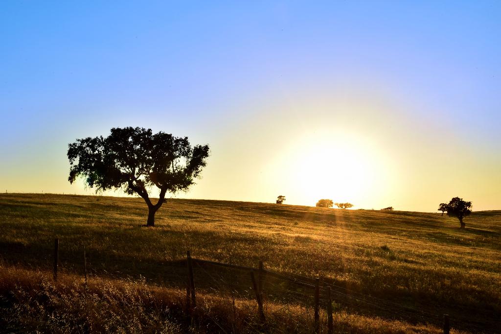Pousadas de Estremoz – Rainha Santa Isabel photo 4