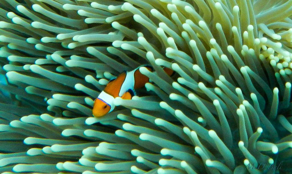 Hotel Puri Dajuma Beach Eco-Resort & Spa, Indonesien, Pekutatan. Großes 2