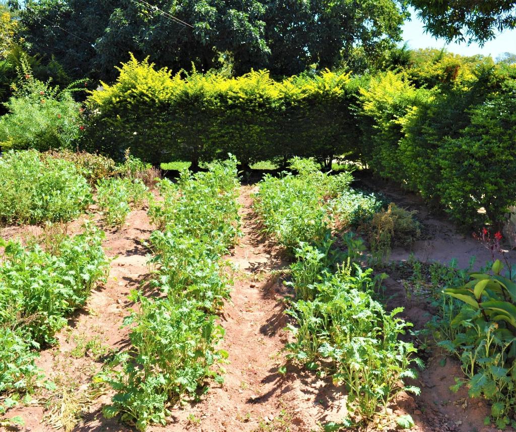 Natwange Backpackers - General view