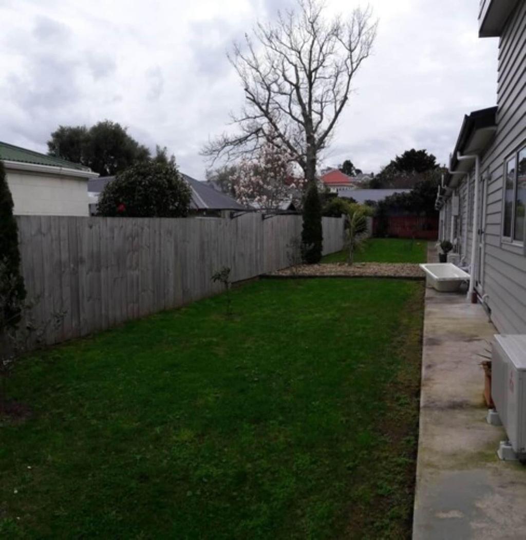 Auckland Phoenix Palm