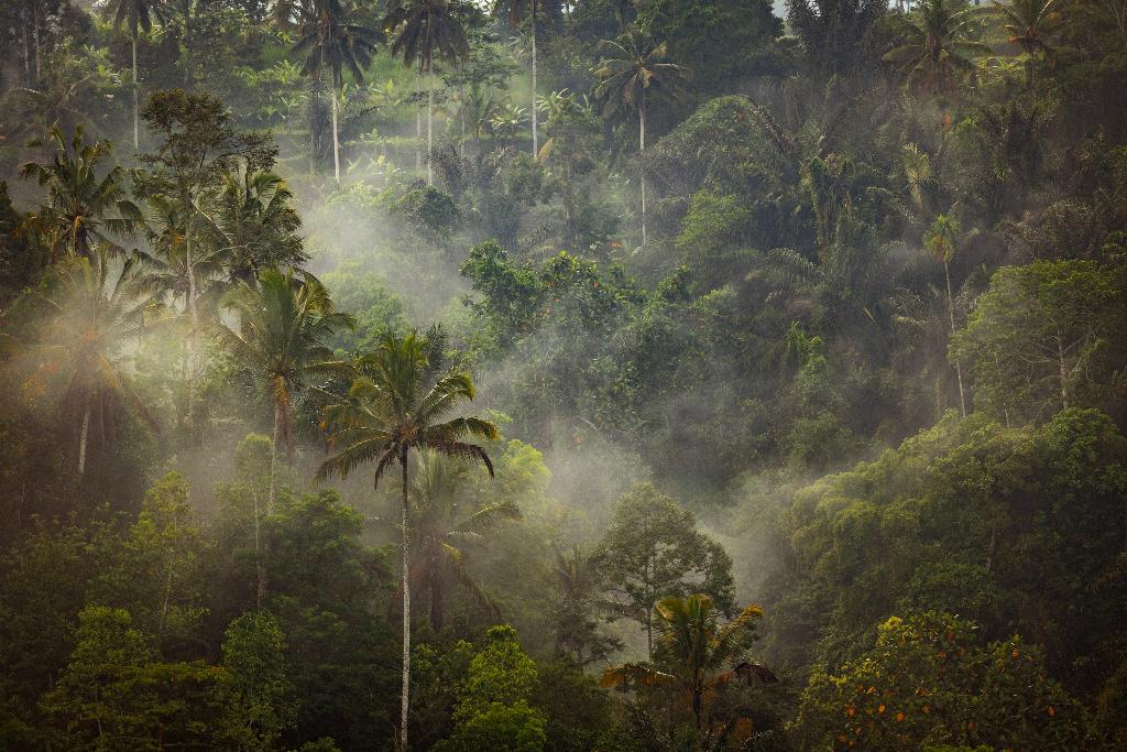 Anantara Ubud Bali Resort