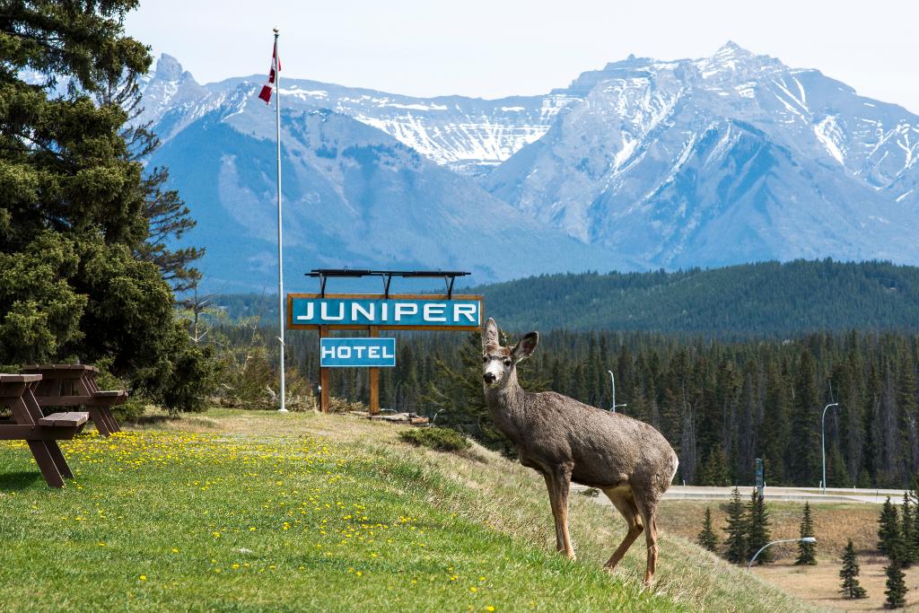 The Juniper Hotel & Bistro