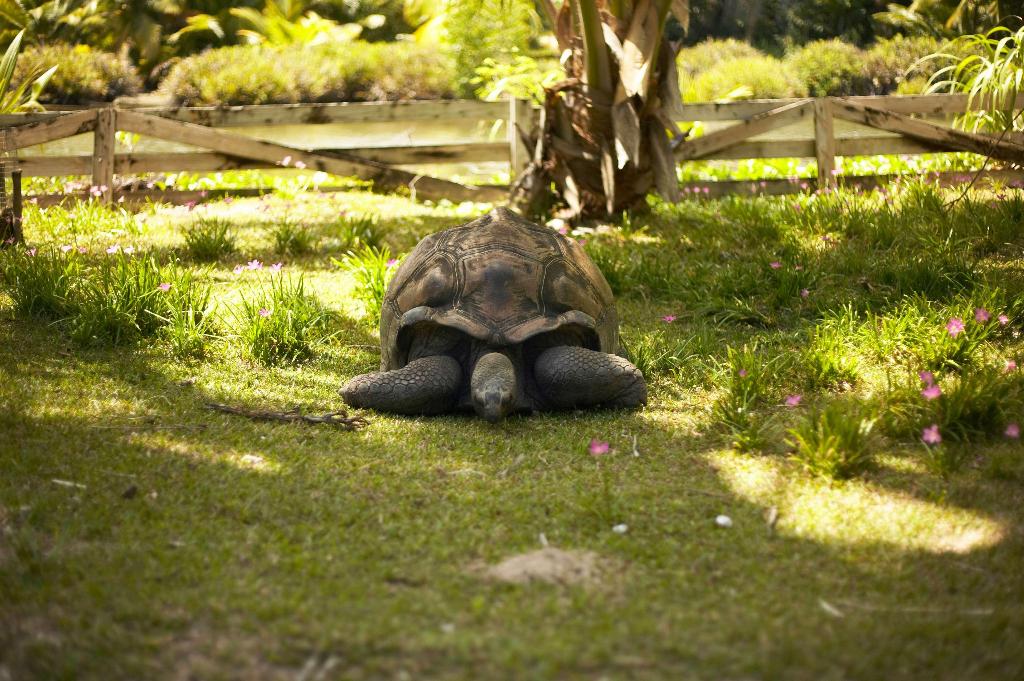 Hilton Seychelles Labriz Resort & Spa photo 229