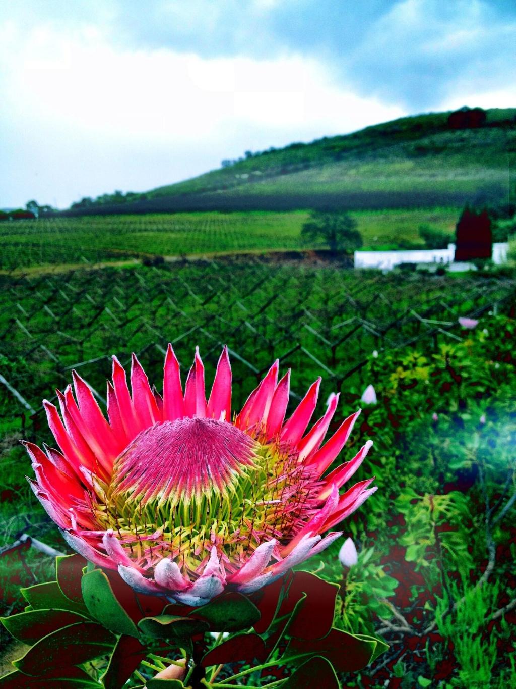 Hotel Grande Roche Hotel, Südafrika, Paarl. Großes 59