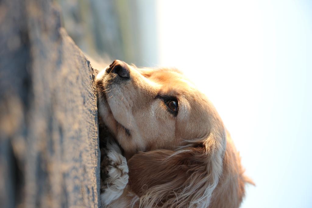 Hotel Kale Konak Cave Hotel, Türkei, Uchisar. Großes 13