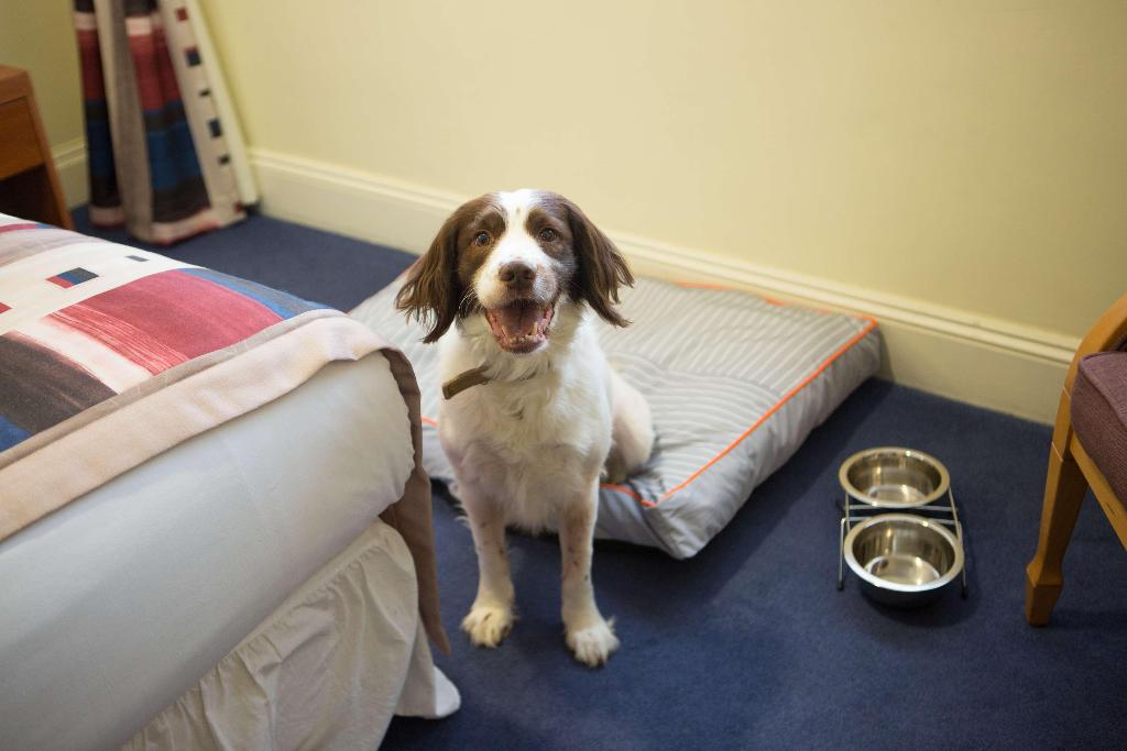 1 Double Bed, Standard Room, Free High Speed Internet, Comfort, Non-Smoking