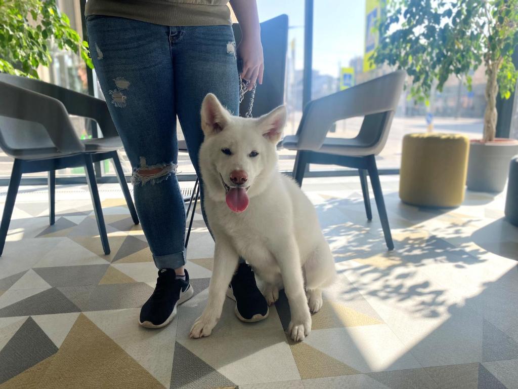 Ibis Kaunas Centre Hotel