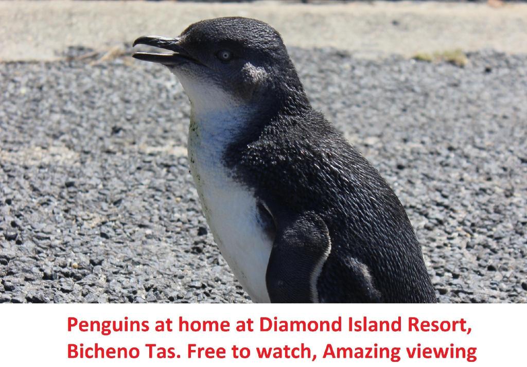 Diamond Island Resort