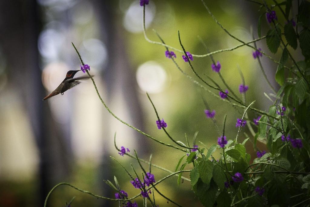 The Bellafonte - Luxury Oceanfront Hotel