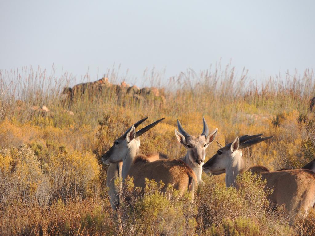 Hotel Kagga Kamma Nature Reserve, Südafrika, Cederberg. Großes 1