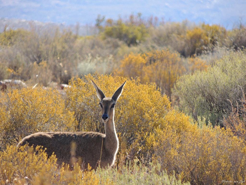 Hotel Kagga Kamma Nature Reserve, Südafrika, Cederberg. Großes 32