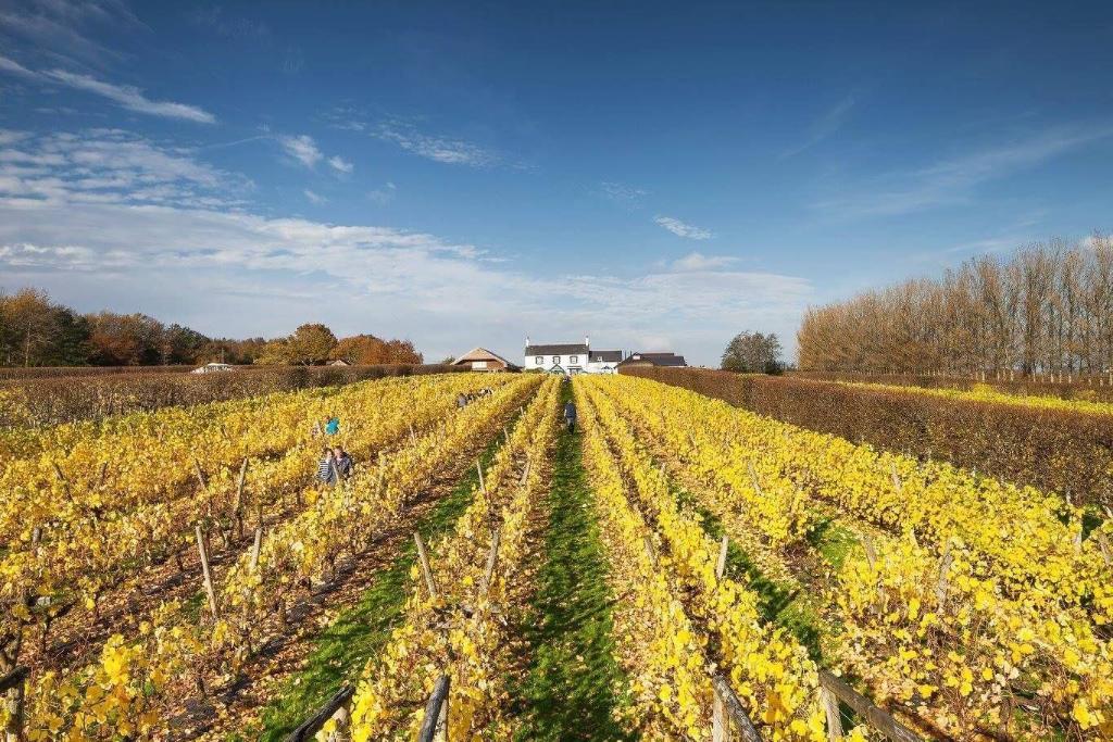 Llanerch Vineyard