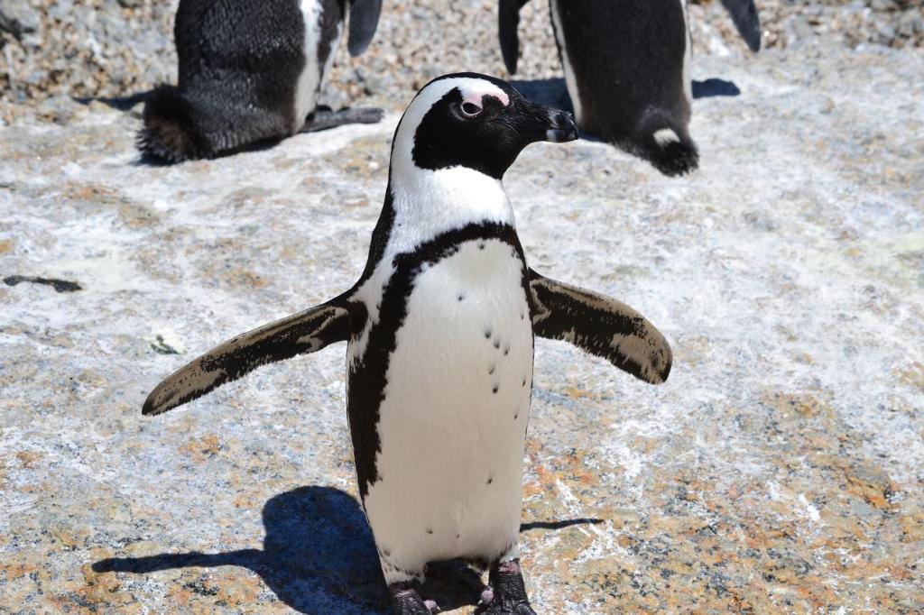 Hotel Moonglow Guest House, Südafrika, Kapstadt. Großes 2