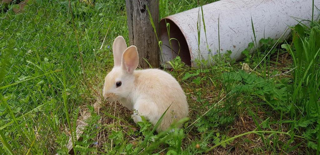 Kinder- Und Familienhotel Nockalm
