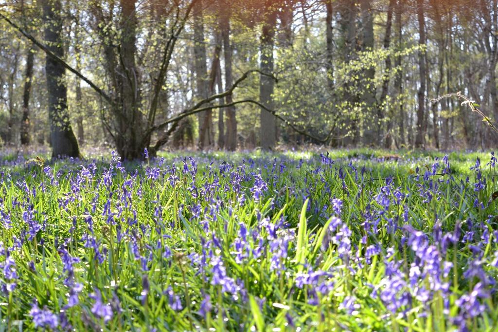 The Kingsley at Eversley