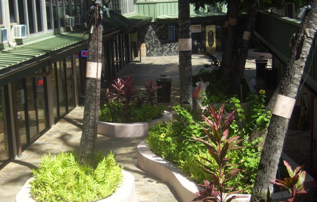 Kuhio Banyan