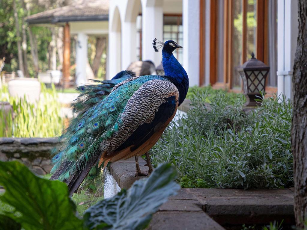 Fairmont Mount Kenya Safari Club photo 293