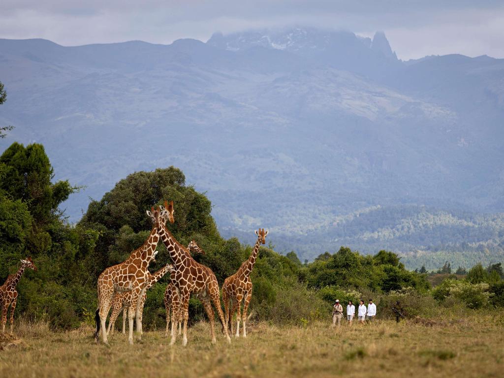 Fairmont Mount Kenya Safari Club photo 92